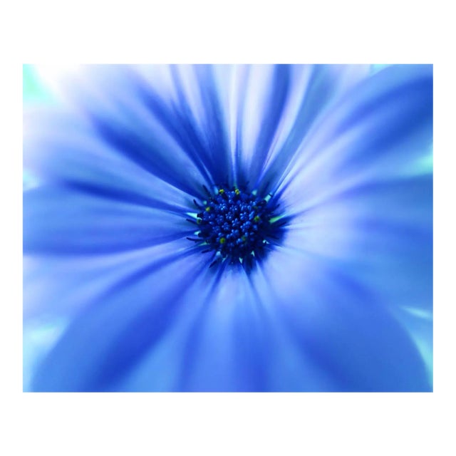 Blue Neb Botanical Photograph For Sale