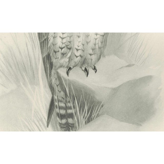 Lilian M. Medland, Peregrine Falcon, 1908, Monochrome Ornithological Plate For Sale - Image 6 of 9