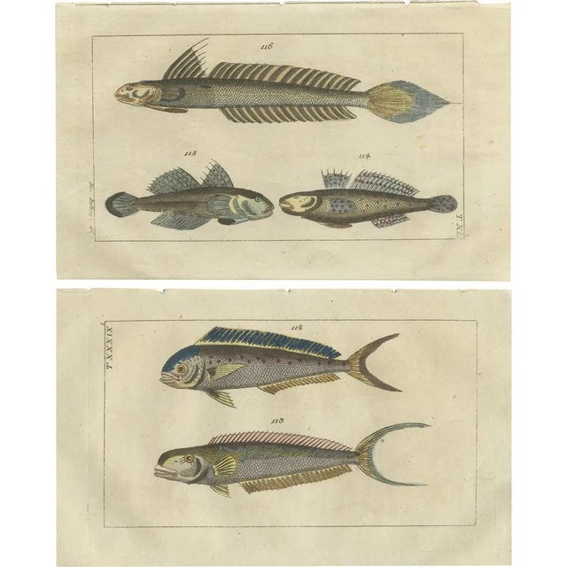 Fish Prints, 1832, Paper, Set of 2 For Sale