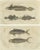 Fish Prints, 1832, Paper, Set of 2 For Sale