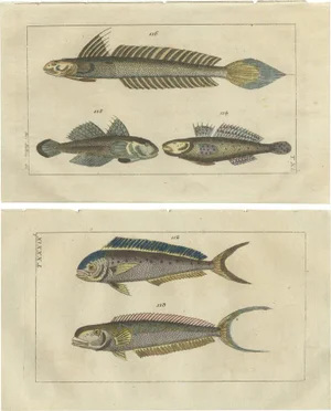 Fish Prints, 1832, Paper, Set of 2