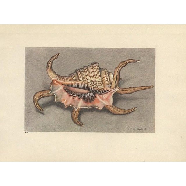 1930s 1935 Rare Set of 2 French Lithographs- Sea Shells For Sale - Image 5 of 5