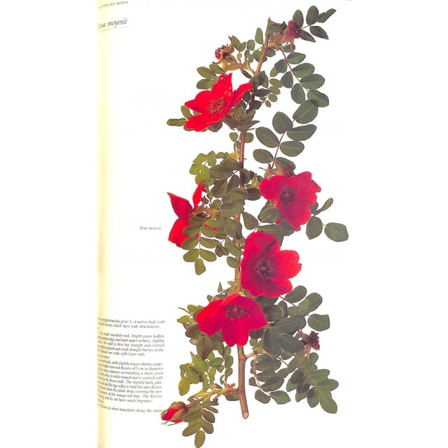 "Roses at the Cape of Good Hope" 1988 Fagan, Gwen For Sale - Image 11 of 12