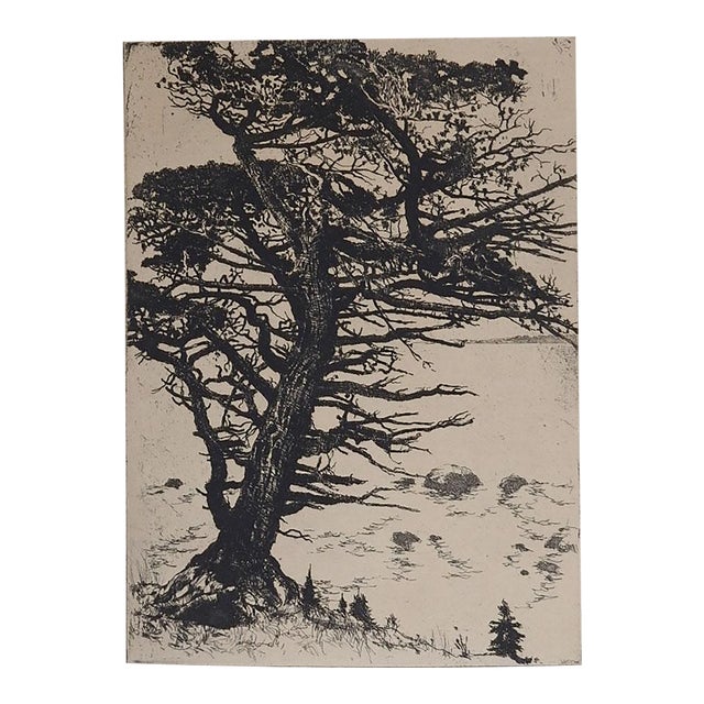 Vintage Mountain Juniper Tree Landscape Etching For Sale