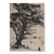 Vintage Mountain Juniper Tree Landscape Etching For Sale