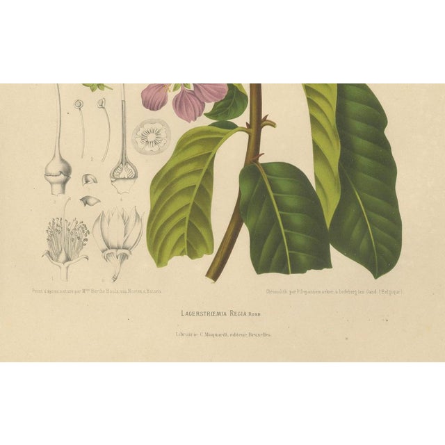 Berthe Hoola van Nooten, Queen's Crape Myrtle, 1880, Chromolithograph For Sale - Image 5 of 9