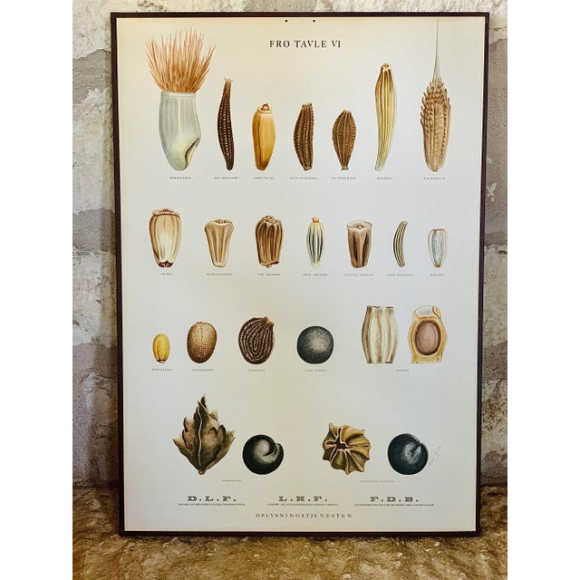 Vintage Botanical Danish Seed Catalog Lithograph Poster No. 6, New Old Stock For Sale - Image 11 of 12