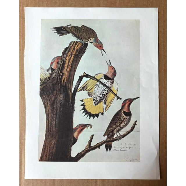Up for sale is this vintage print of an Audubon watercolor, those paintings that were first published as lithographs in...