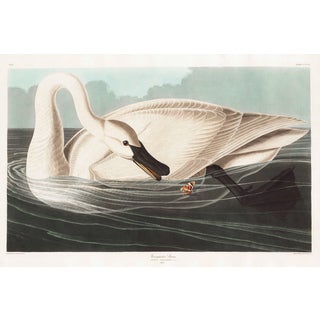 Trumpeter Swan, 1827 – John James Audubon Vintage Bird Art Print, 20" X 30" For Sale