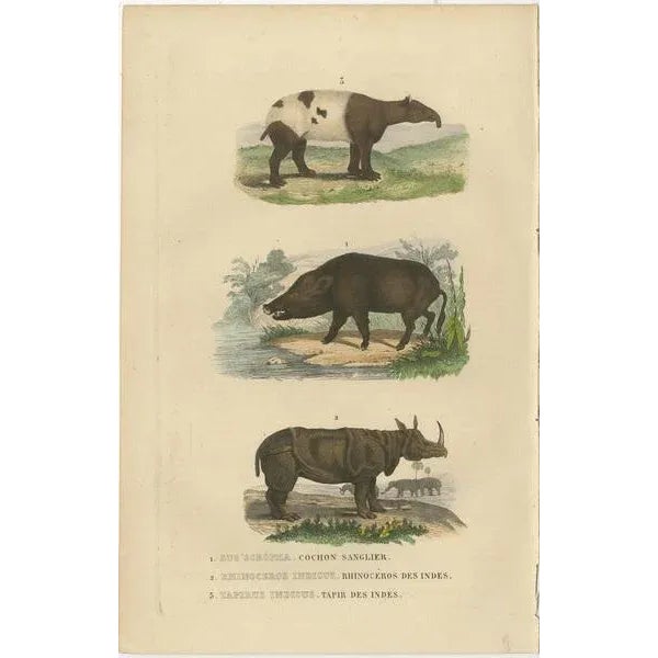 An original antique hand-colored engraving featuring three different species of animals, each labeled in both Latin and...