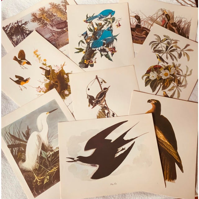 1950s Audubon Birds of America — Complete Portfolio of 50 Color Prints With Roger Tory Peterson Commentaries, Macmillan For Sale - Image 4 of 14