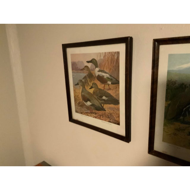 1917 Vintage DuPont Promotional Game Bird Framed Prints by Hunt & DeFeo - Set of 4 For Sale - Image 12 of 13