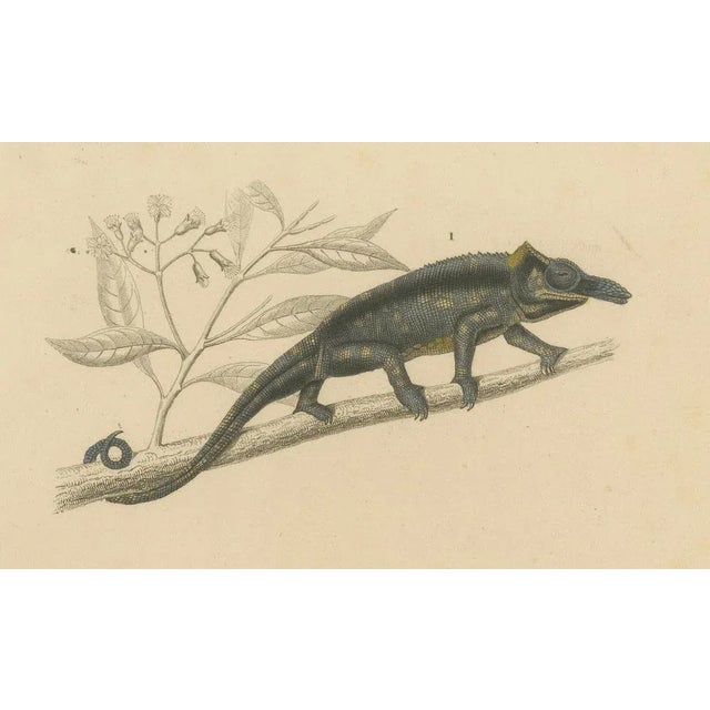 Nose-Horned Chameleon and Banded Monitor, 1850, Paper For Sale - Image 5 of 10