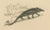 Nose-Horned Chameleon and Banded Monitor, 1850, Paper For Sale - Image 5 of 10