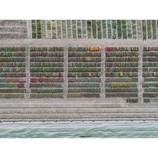 "AV_Tulip_Fileds_008" Contemporary Limited Edition Fine Art Photograph Print by Bernhard Lang For Sale