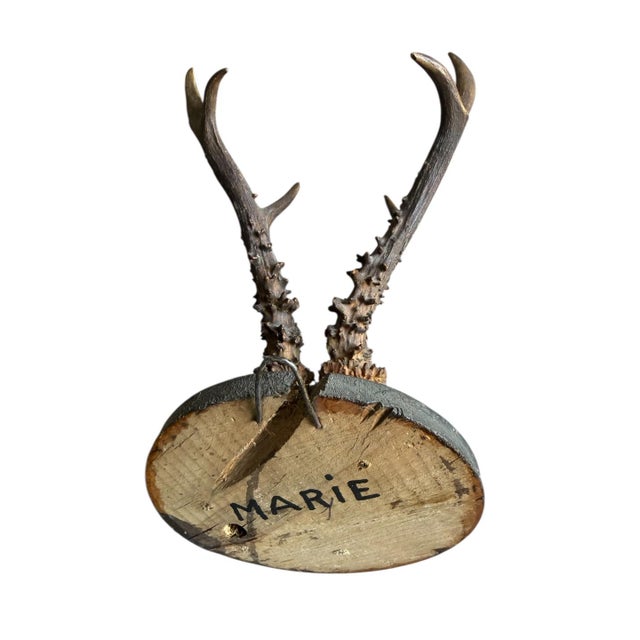 1900 - 1909 Roe Deer Trophy 15 Black Forest Antlers Mount For Sale - Image 5 of 5