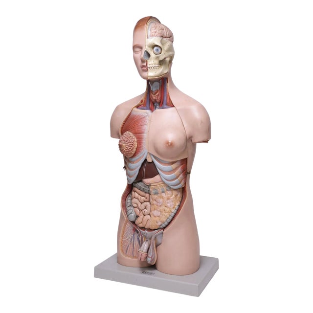 1950s The Modular Anatomical Torso: Somso Model Bs 23 For Sale