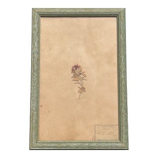Early 20th C. Botanical Pressing For Sale