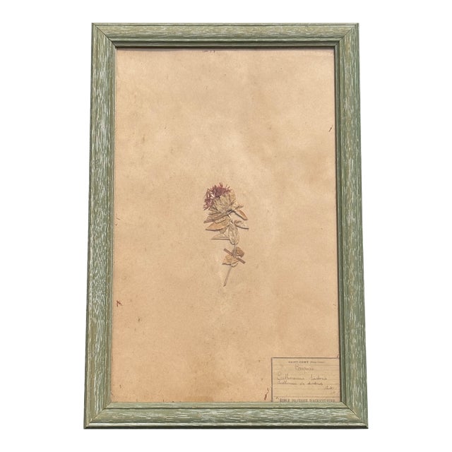Early 20th C. Botanical Pressing For Sale