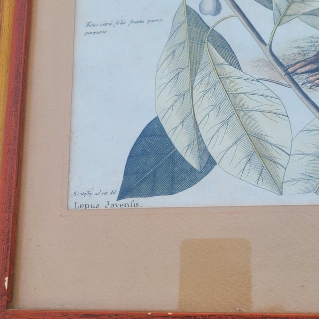 Framed Animal Engravings, 19th Century, Set of 6 For Sale - Image 11 of 18
