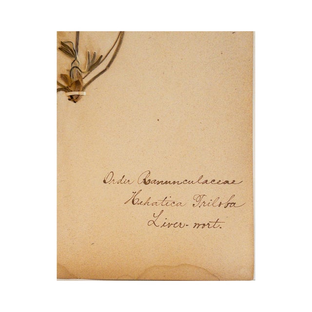 Rustic European Antique Herbarium - Liverwort, Circa 1890 - 1915 For Sale - Image 3 of 5