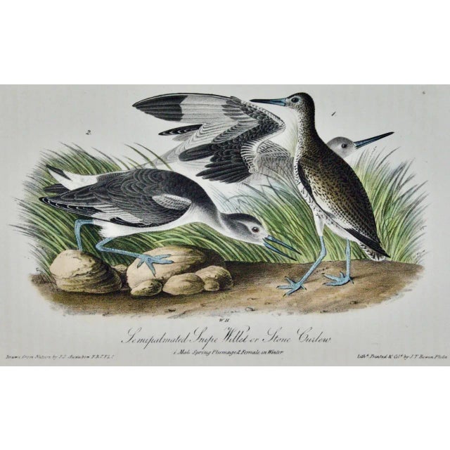 This is an original John James Audubon hand-colored royal first octavo edition lithograph entitled "Semipalmated Snipe,...
