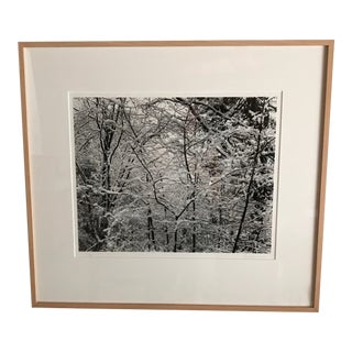Trees in Snow Photography For Sale