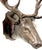 Bronze Bronzed Tole 14-point Buck Trophy Head Wall Mount For Sale - Image 8 of 12
