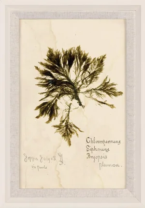 Capistrano Seaweed 24, Small, Framed Artwork