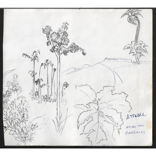 Traditional Ivy Attwell Channel Islands Botanical Watercolor For Sale - Image 3 of 3
