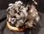 Don Hunt Survival of the Fittest Horse Limited Edition Bronze Sculpture H.Signed For Sale - Image 4 of 11