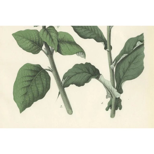Carl Georg Calwer, Botanical Illustration of Nicotiana Tabacum and Nicotiana Rustica, 1854, Hand-Colored Lithograph For Sale - Image 3 of 6