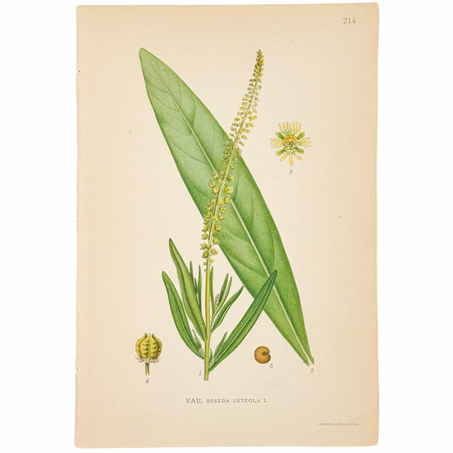 Green Set of 6 Antique Swedish Botanical Prints | Green Foliage Studies c.1902, Chromolithographs For Sale - Image 8 of 8