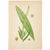 Green Set of 6 Antique Swedish Botanical Prints | Green Foliage Studies c.1902, Chromolithographs For Sale - Image 8 of 8