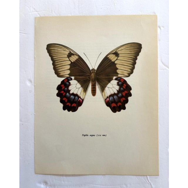 Up for sale is this gorgeous lithograph by F. Prochazka, published in Great Britain in 1965. It is in excellent, gently-...