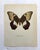 Up for sale is this gorgeous lithograph by F. Prochazka, published in Great Britain in 1965. It is in excellent, gently-...