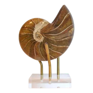 Opalised Iridescent Ammonite Fossil on Stand