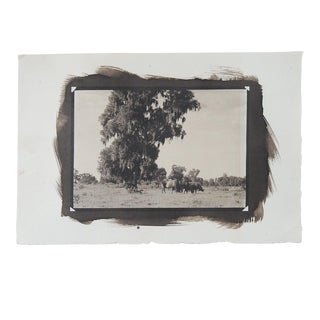 Vintage Cyanotype Pastoral Landscape With Cows Photograph For Sale