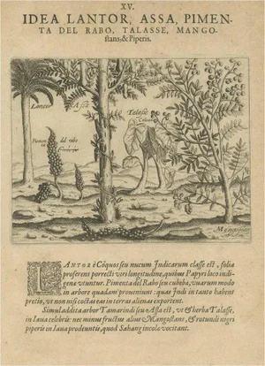 Theodore de Bry, Trees and Spices of India, 1601, Paper