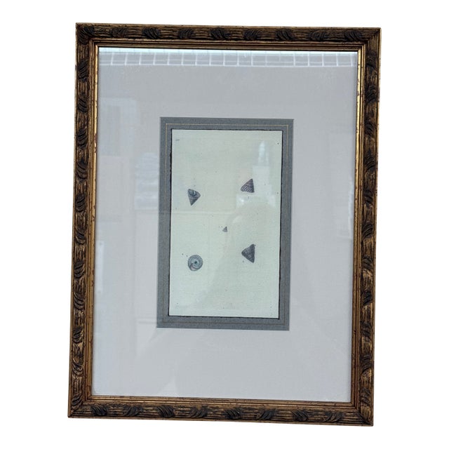 Coastal Composition Sketch of Seashells, Framed For Sale
