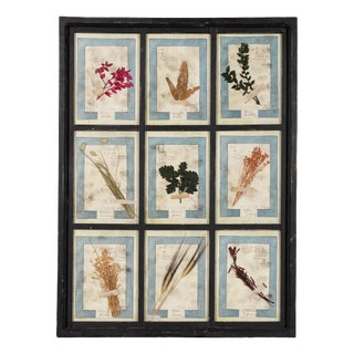 Large Italian Pressed Flowers and Herbs in Oak Frame, 1950s For Sale