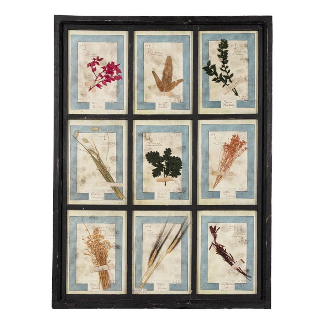 Large Italian Pressed Flowers and Herbs in Oak Frame, 1950s For Sale
