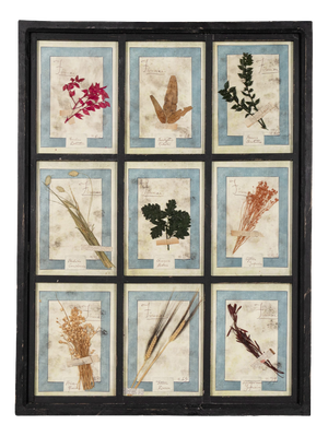 Large Italian Pressed Flowers and Herbs in Oak Frame, 1950s