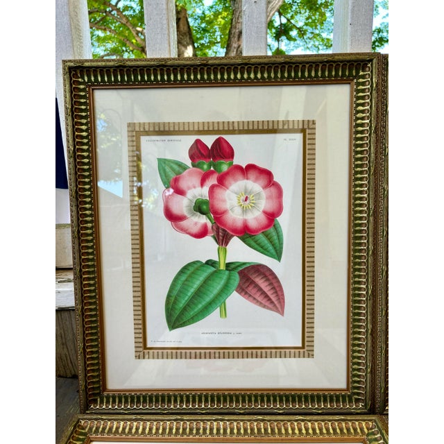Set of 4 Framed Antique French Botanical Chromolithographs From L’Illustration Horticole by Jean Linden For Sale - Image 4 of 12