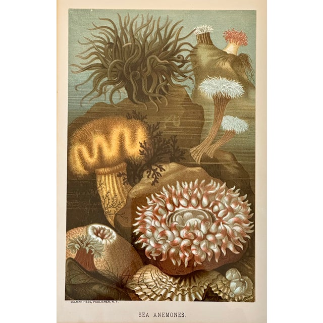 Antique original chromolithograph showing a variety of beautiful sea anemones and marine animals. This print is from Prang...