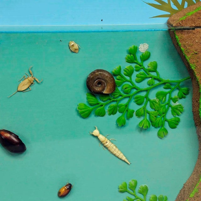 Fresh Water Habitat School Teaching Displa For Sale - Image 4 of 6