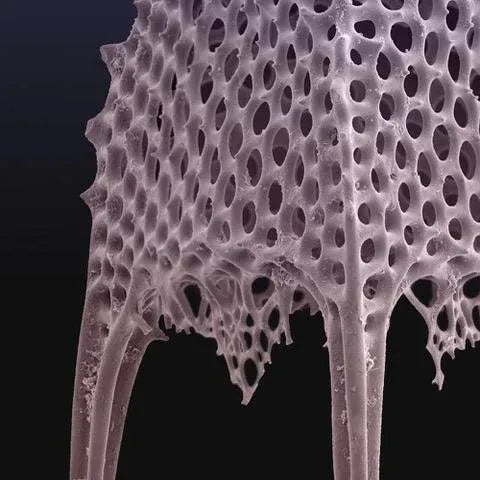 Photography Fantasy Gasebo Radiolarian Photograph For Sale - Image 7 of 7