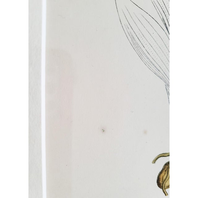 Orchids, 19th Century, Hand Coloured Print Montage For Sale - Image 14 of 18