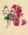An original 1839 watercolour painting – E.B.R., Pink & White Geranium Flowers.A superb botanical watercolour dating from...