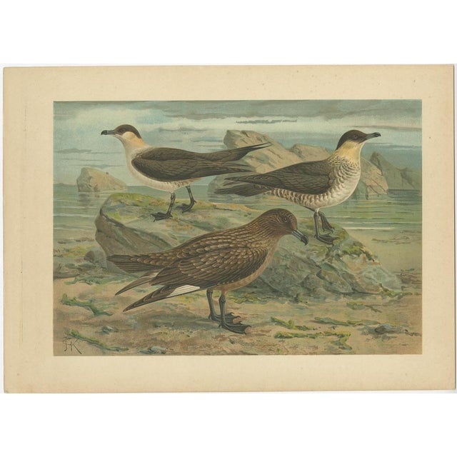 European Seabirds: Gulls, Terns, Skuas, Geese and Gannets, 1890, Lithographs, Set of 6 For Sale - Image 3 of 10